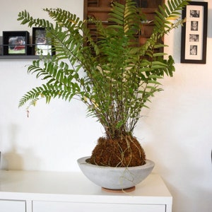 Fern Kokedama image 4