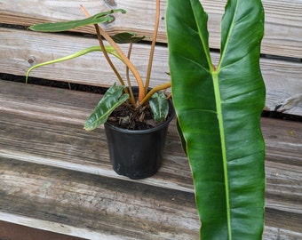 Philodendron Billietiae