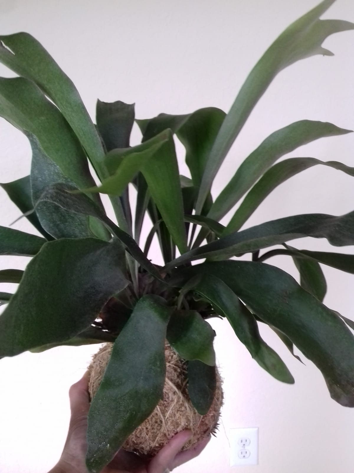 Staghorn Fern Kokedama / Bird Nest Fern / Foxtail Fern Etsy