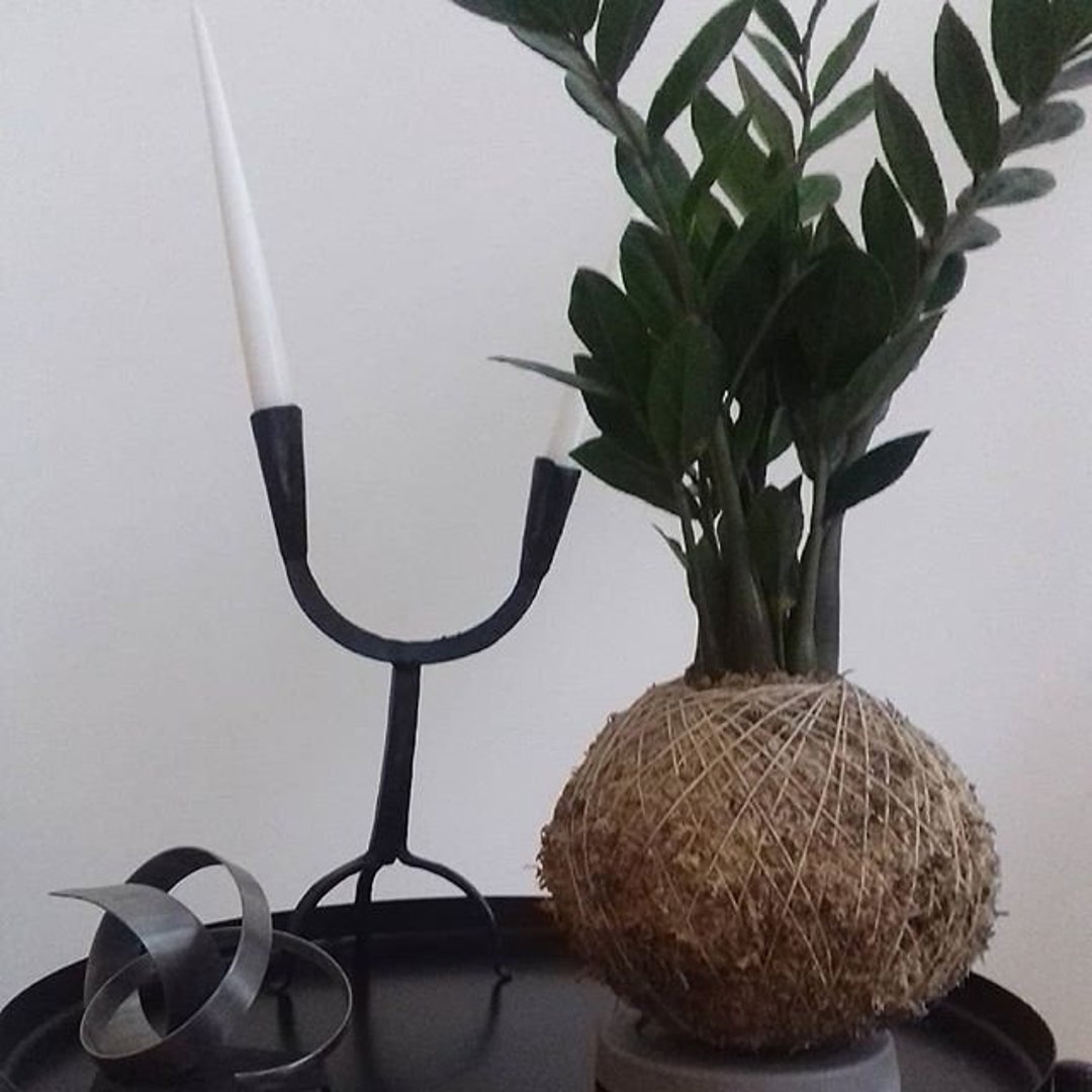 ZZ Plant Kokedama Etsy
