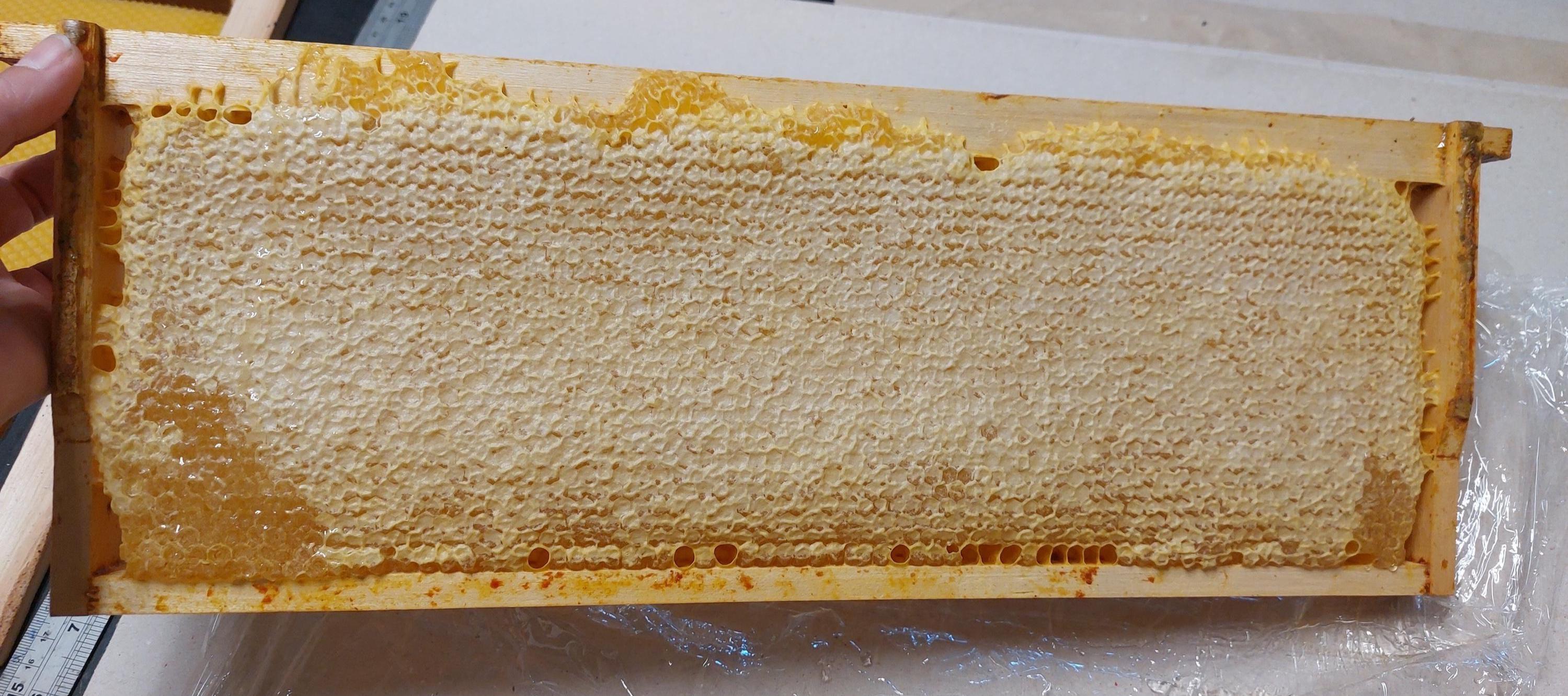 Honeycomb Whole Frame: Raw Unprocessed Wildflower Comb Honey, 2026 Harvest