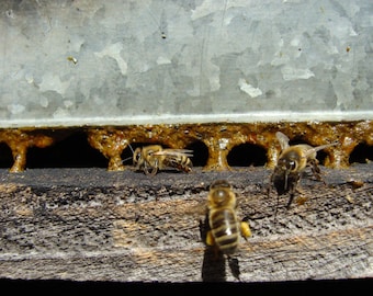 Propóleo de abeja crudo: 100 % natural, hecho a mano, 10 g/0,35 oz