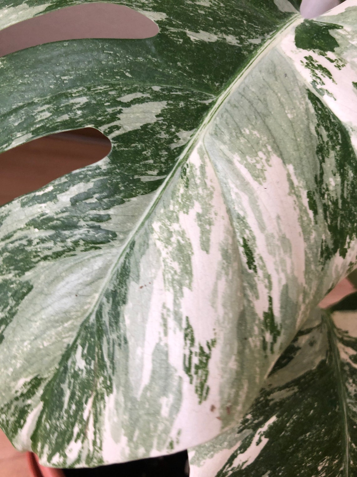 Rare Monstera Deliciosa Albo / Variegata / Mint whole plant Etsy