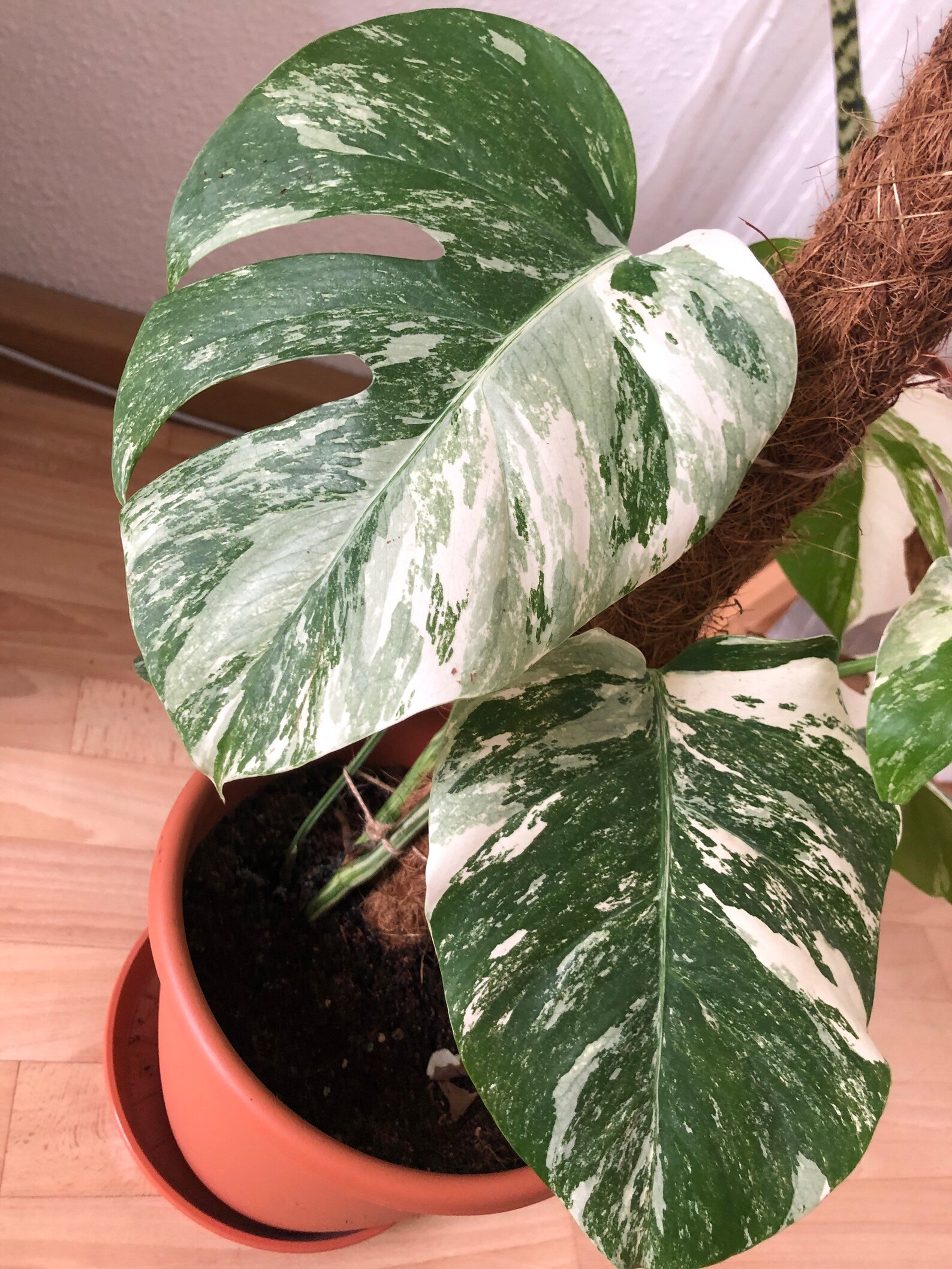 Rare Monstera Deliciosa Albo / Variegata / Mint whole plant | Etsy