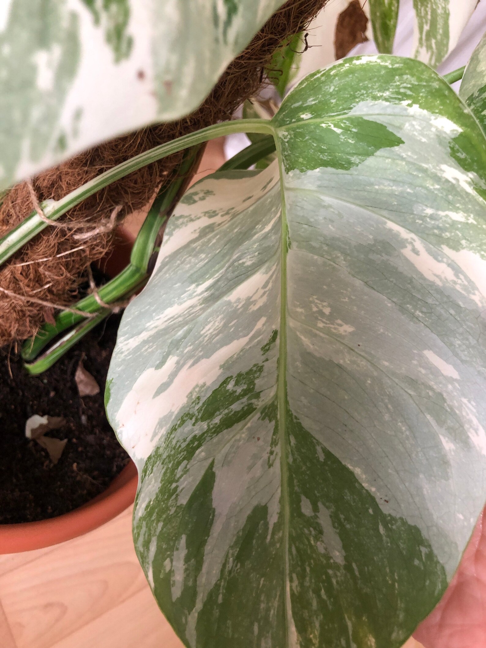 Rare Monstera Deliciosa Albo / Variegata / Mint whole plant Etsy