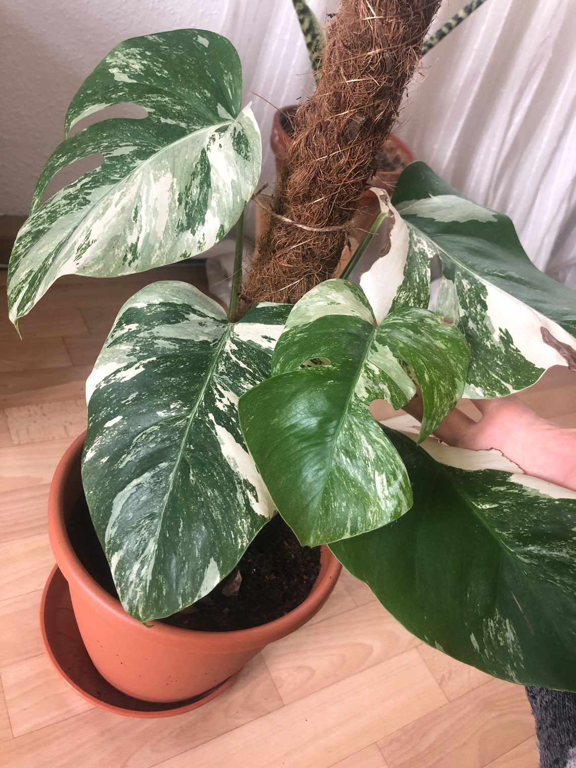 Monstera Deliciosa Albo Variegata