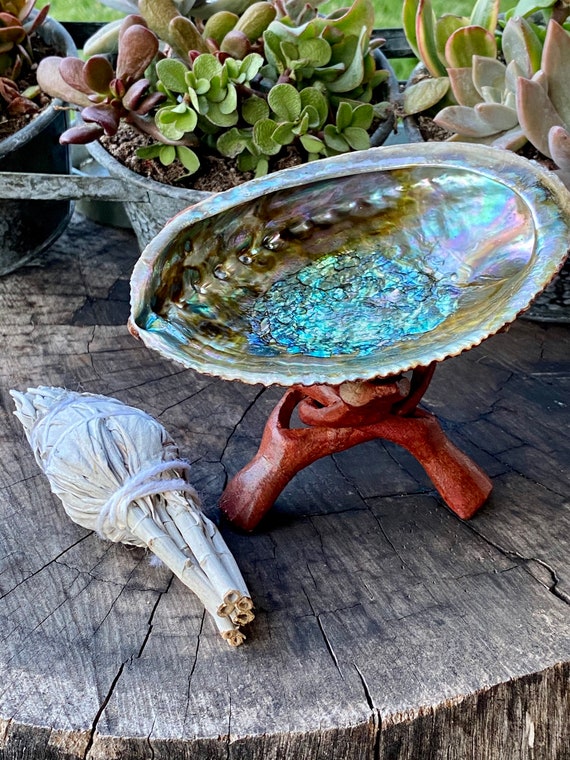 Big Polished Abalone Lg Sea Shell 5 Big Polished Abalone Lg Sea Shell 5