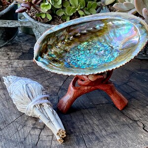 Può includere: Un grande guscio di abalone con colori iridescenti si trova su un supporto in legno. Un fascio di salvia bianca giace sulla superficie in legno.