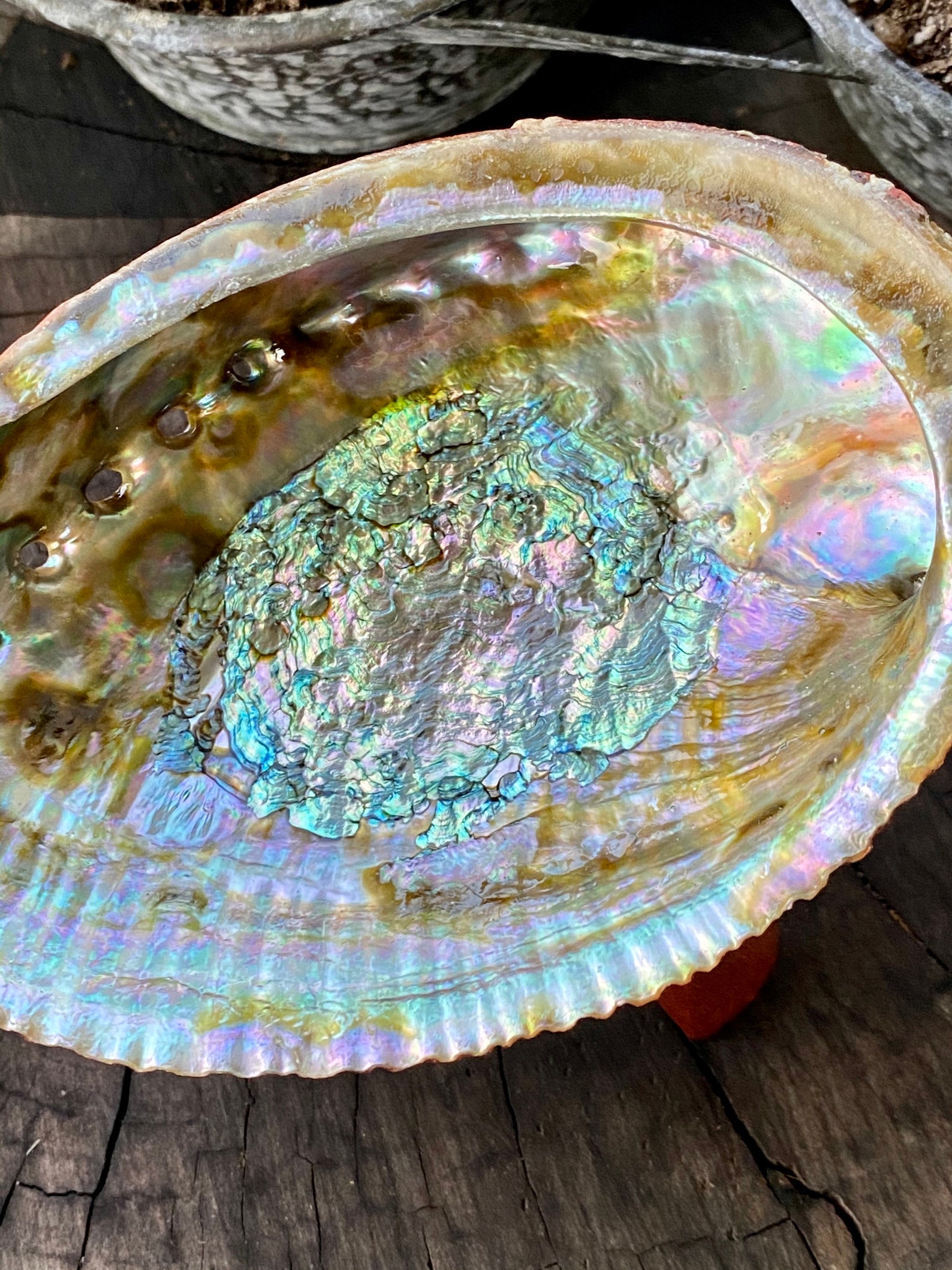 Concha de abulón 55.5 6 6.5 | Etsy