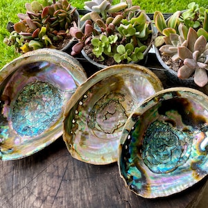 May include: Three iridescent abalone shells of varying sizes, with a natural, organic, and slightly rough texture. The shells are arranged on a wooden surface, with the largest shell in the foreground.