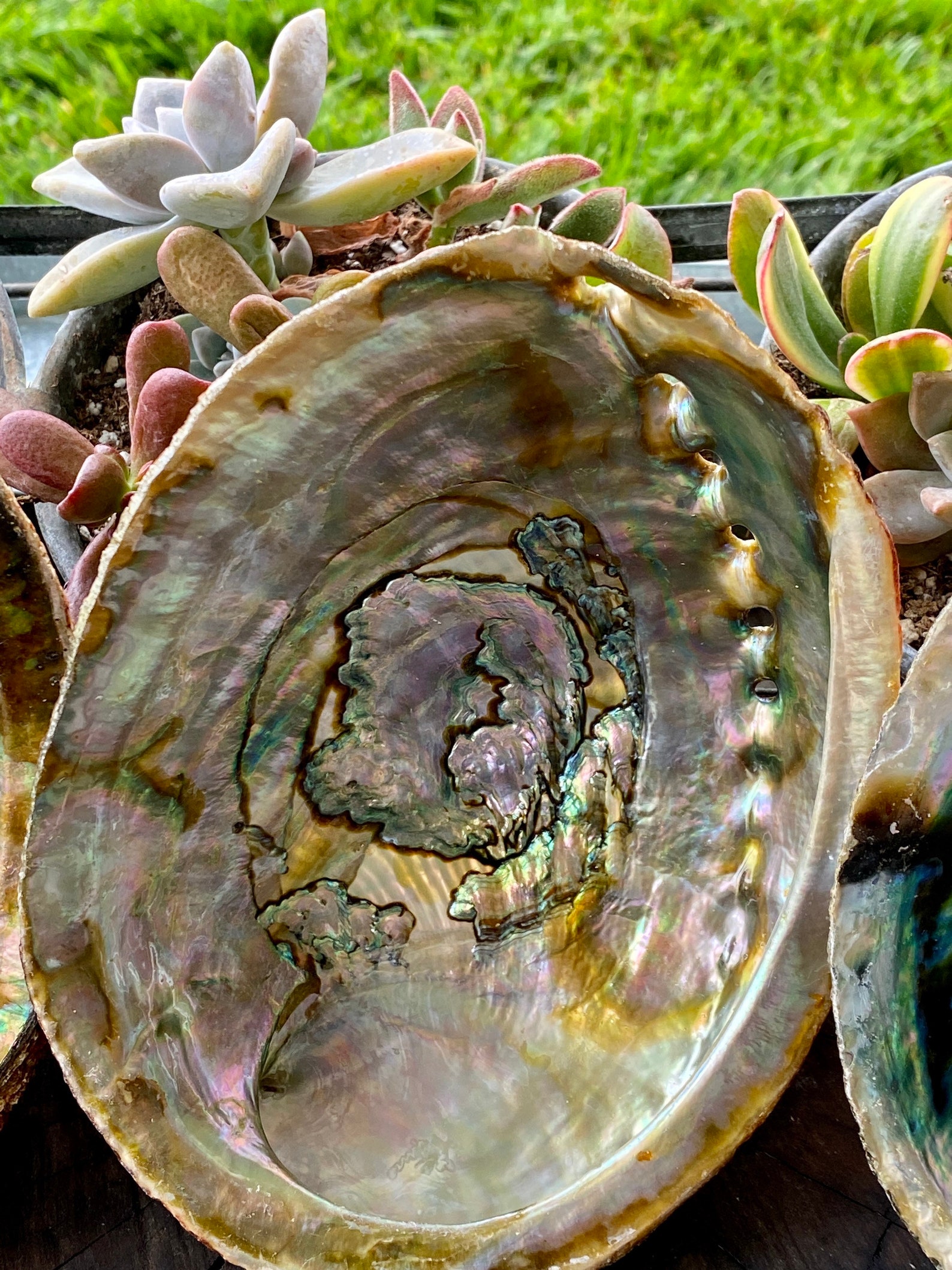 Concha de abulón 55.5 6 6.5 | Etsy