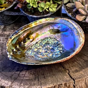 May include: A large iridescent abalone shell with a deep blue interior. The shell is resting on a rough wooden surface.