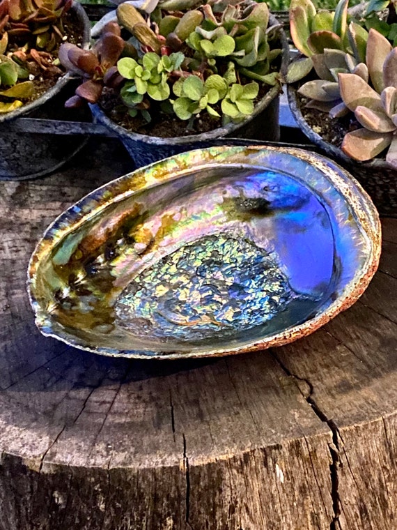 Big Polished Abalone Lg Sea Shell 5 Big Polished Abalone Lg Sea Shell 5