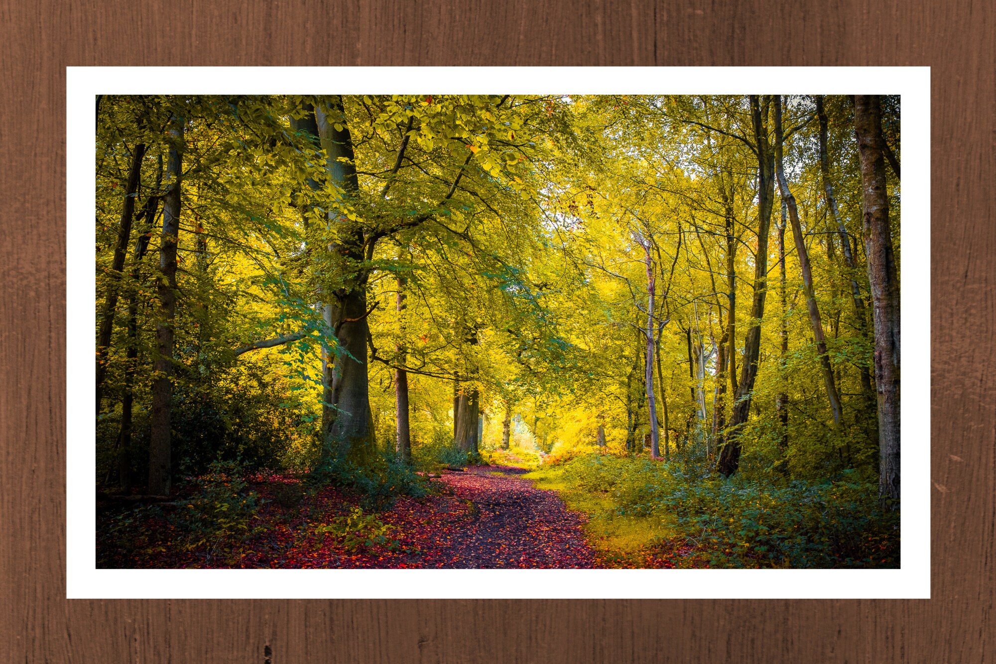 Gentle Landscape Photography Wall Art of UK Woodland Etsy