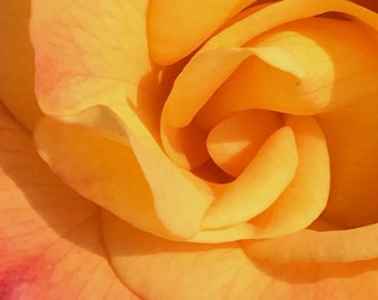 Avery's Orange Rose - Blank Notecard