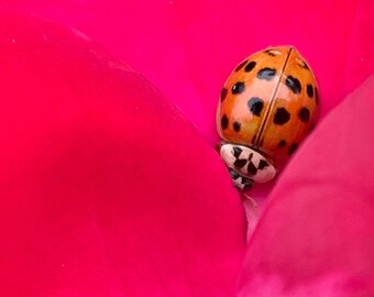 Hiding in Pink (Asian Beetle and Rose)