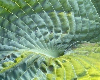 Hosta Universe