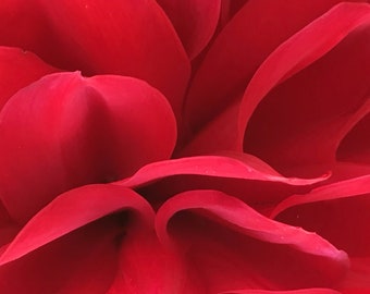 Rose Lips - Blank notecard