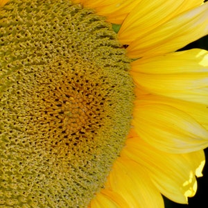 Corvallis Sunflower - Bigliettino bianco