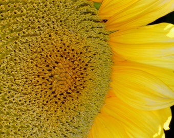 Corvallis Sunflower - Blank Notecard