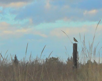 Searching, Hoping, Singing - Blank Notecard