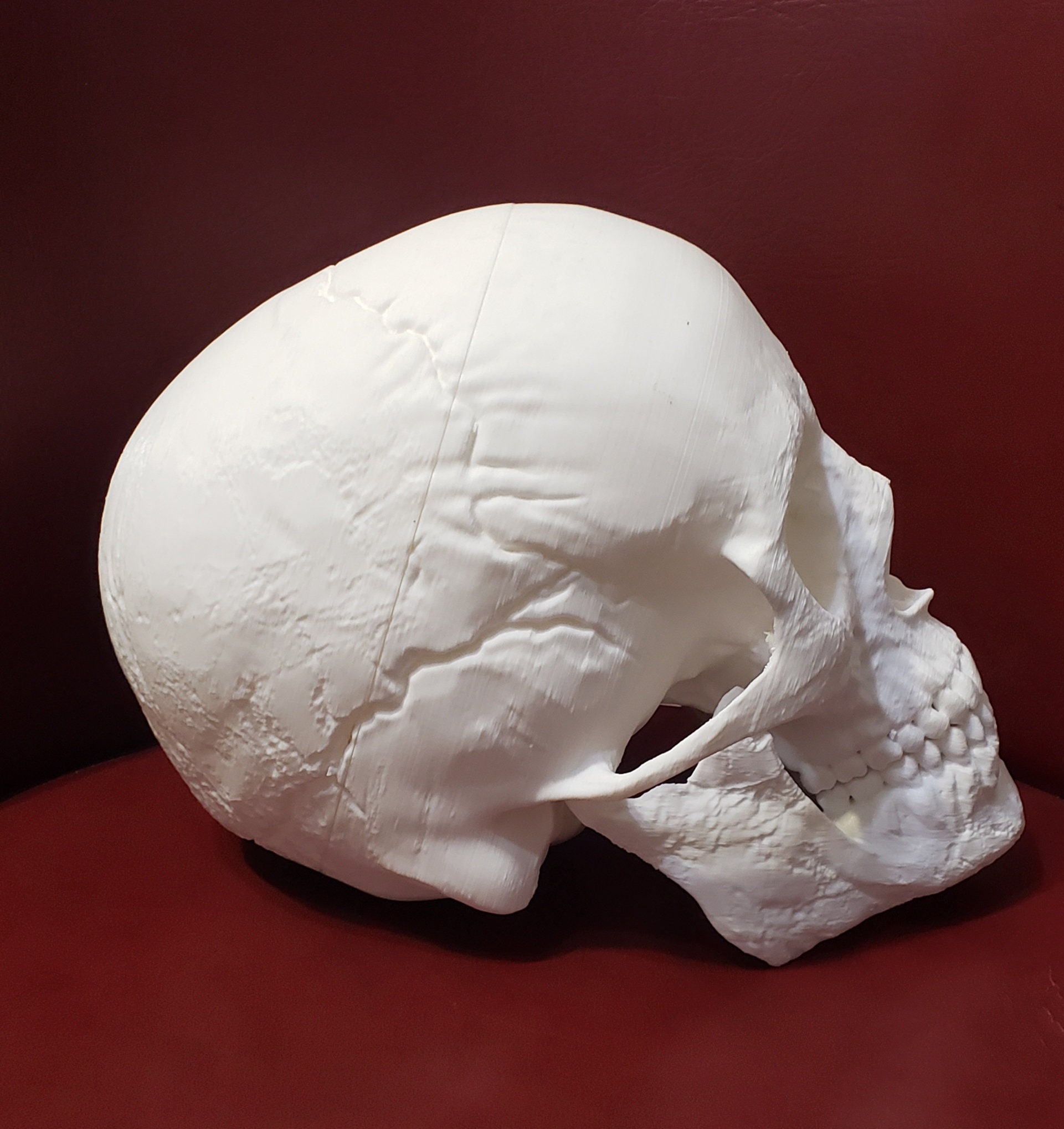 3D Printed Human Skull Life Size | Etsy