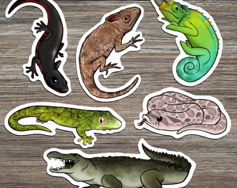gift ideas for reptile lovers