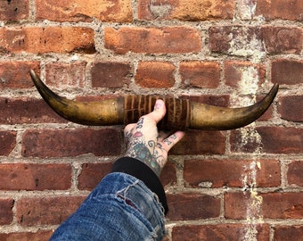 bull horns mounted steer items