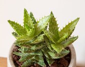 Aloe juvenna - in bucket - Live Plant