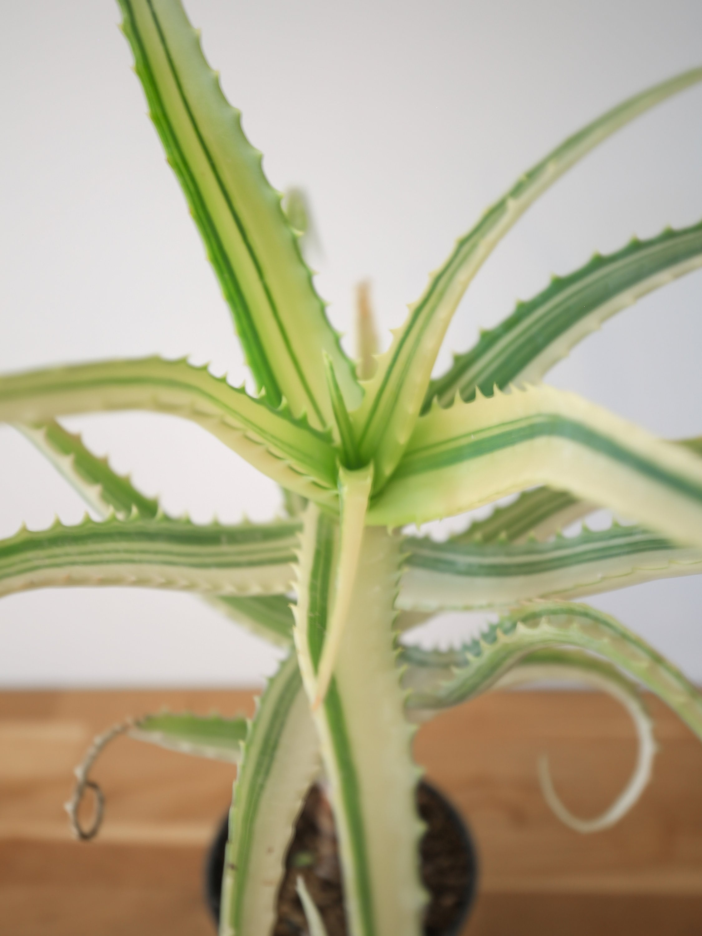 aloe vera for redness Earth Rhythm Certified Organic Aloe Vera Gel For Face