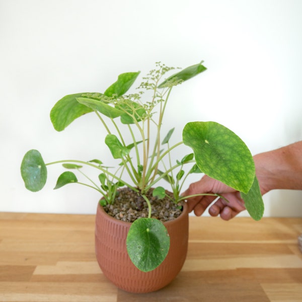 Pilea peperomioides en pot de 1litre - hauteur 15 cm environs- Plante d'intérieur, Plante monnaie chinoise