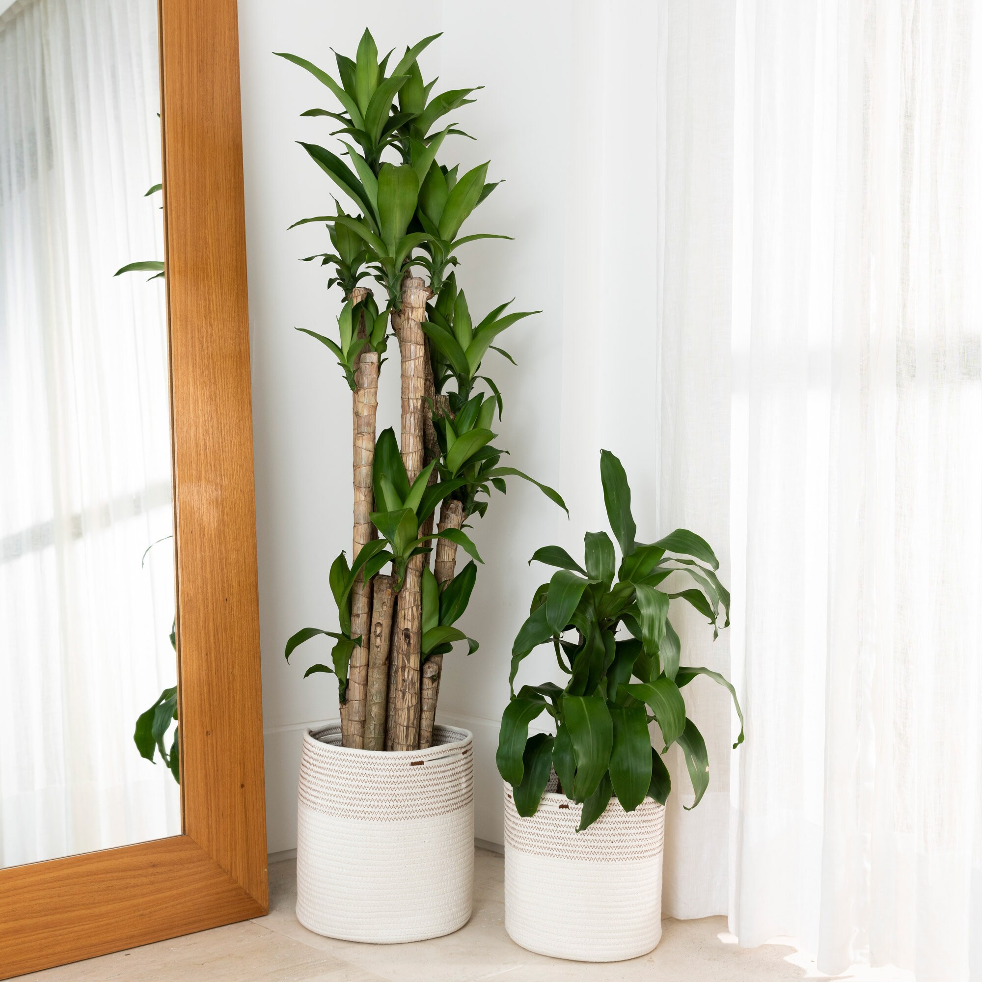 OrganizaiHaus 2-Pack cuerda de algodón planter cestas para | Etsy