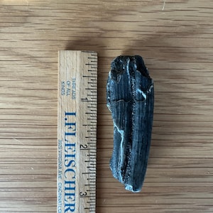 Ice Age Horse tooth fossil