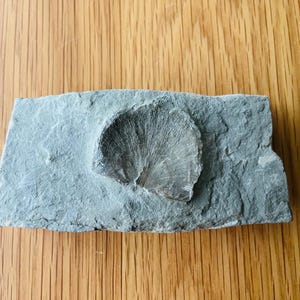 fossil