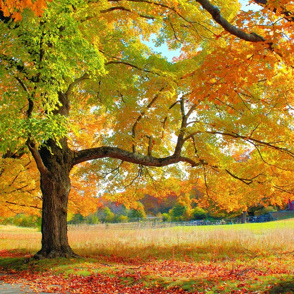 Peaceful Path, New England Fall - Single Use Digital Download, Photo Fine Art