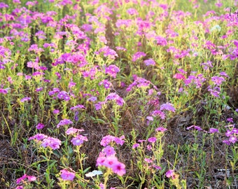 Signs of Spring, Wildflowers Backlighting Sun, Brooksville FL - Canvas Print Standard or Custom Sizes Available