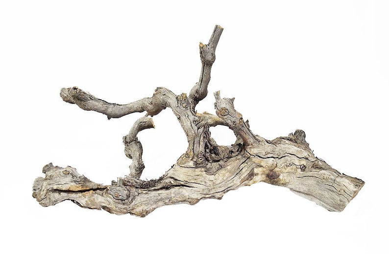Grapevine/Grapewood Branches for Reptiles Terrairums Etsy