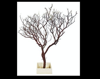 Natural Red Manzanita Branch 36" Tall with Base, (Shipping Included!)