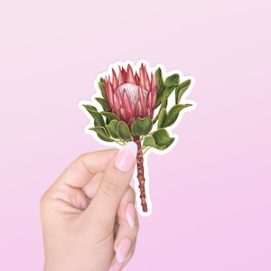 Cute Protea Sticker, Cool Tropical Flower Stickers for Planners, Laptops, Water Bottles & More!