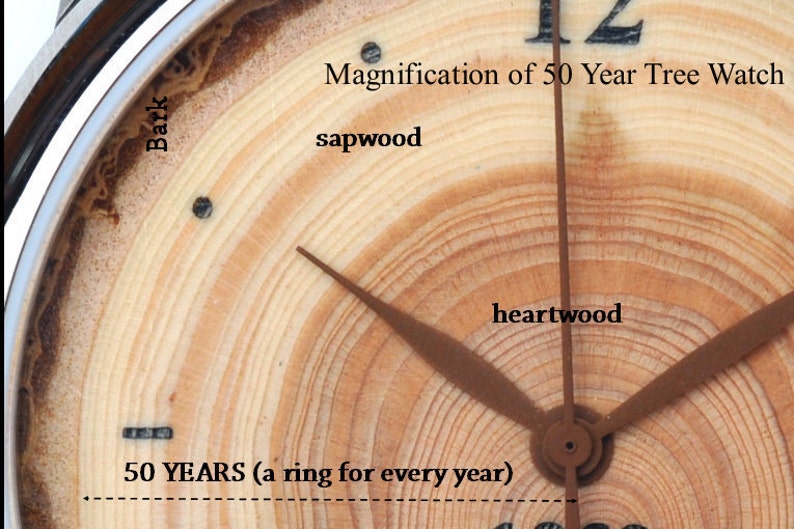 May include: Close-up of a wooden watch face with a magnified view of the tree rings. The watch face shows the bark, sapwood, and heartwood of the tree. The text "Magnification of 50 Year Tree Watch" and "50 YEARS (a ring for every year)" is visible on the watch face.