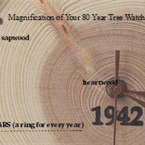 K&ouml;nnte beinhalten: Nahaufnahme eines Holz-Zifferblatts mit einem Baumringmuster. Das Zifferblatt zeigt das Jahr 1942 und den Text "80 JAHRE (ein Ring f&uuml;r jedes Jahr)". Das Zifferblatt ist mit den Worten "Rinde", "Splintholz" und "Kernholz" beschriftet.