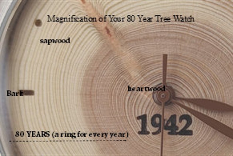 K&ouml;nnte beinhalten: Nahaufnahme eines Holz-Zifferblatts mit einem Baumringmuster. Das Zifferblatt zeigt das Jahr 1942 und den Text "80 JAHRE (ein Ring f&uuml;r jedes Jahr)". Das Zifferblatt ist mit den Worten "Rinde", "Splintholz" und "Kernholz" beschriftet.