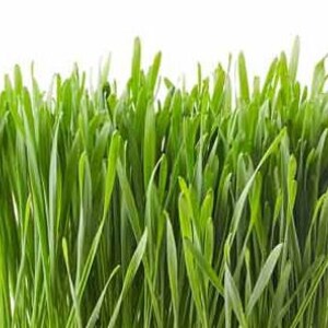 May include: A close-up shot of vibrant green grass blades against a white background. The blades are long, slender, and densely packed, creating a textured, natural appearance. The image highlights the fresh, healthy look of the grass.