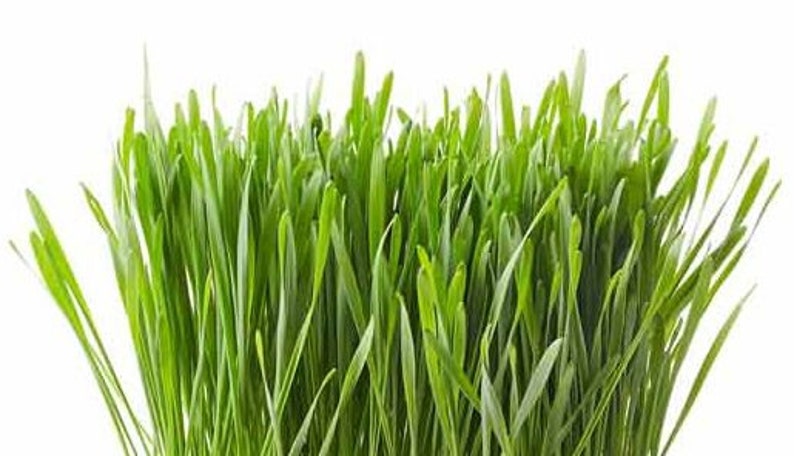 May include: A close-up shot of vibrant green grass blades against a white background. The blades are long, slender, and densely packed, creating a textured, natural appearance. The image highlights the fresh, healthy look of the grass.