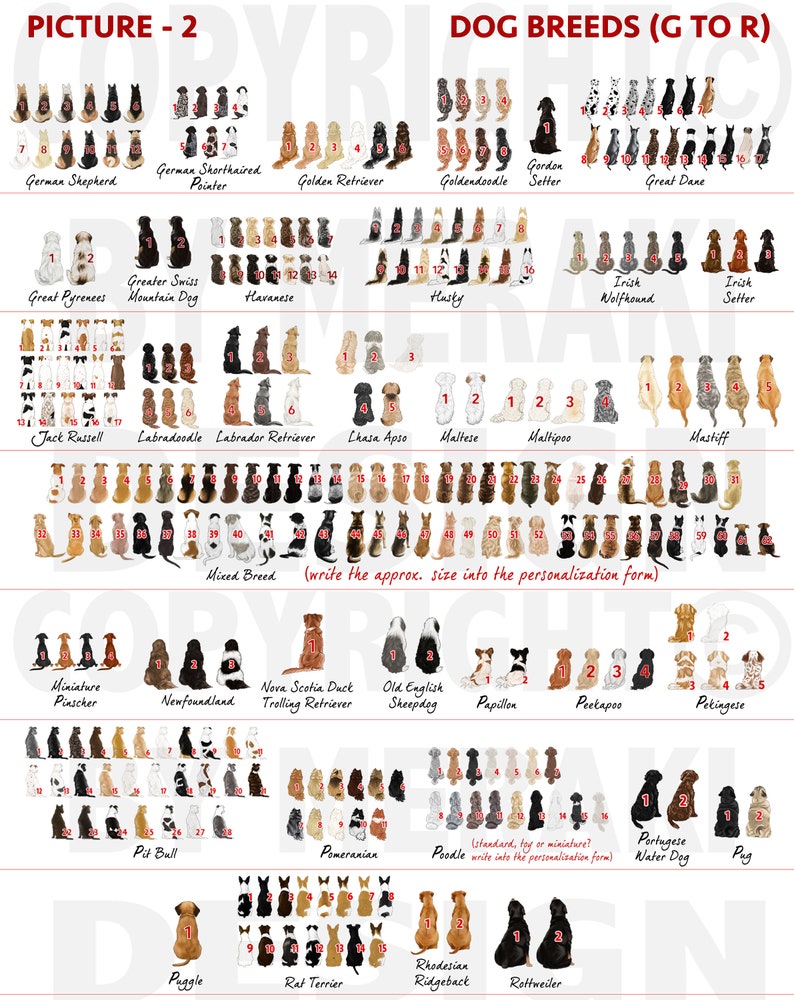 Op de afbeelding: Een kleurrijk diagram met illustraties van verschillende hondenrassen, alfabetisch gerangschikt van G tot R. Elk ras wordt vertegenwoordigd door meerdere honden in verschillende kleuren en poses, zittend in een rij. Het diagram bevat de namen van elk ras en de tekst "DOG BREEDS (G TO R)" bovenaan.