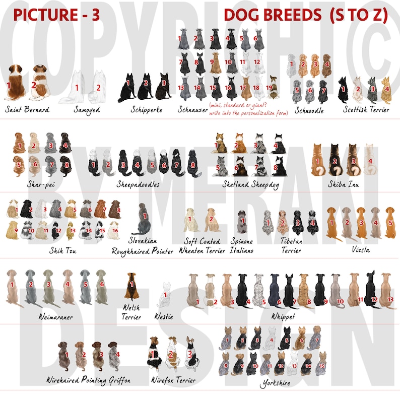 May include: A colorful chart with illustrations of different dog breeds, organized alphabetically from S to Z. Each breed is represented by a row of illustrations of dogs sitting in a row, with numbers indicating the order of the dogs in the row. The chart includes breeds such as Saint Bernard, Samoyed, Schipperke, Schnauzer, Schnoodle, Scottish Terrier, Shar-Pei, Sheepadoodle, Shetland Sheepdog, Shiba Inu, Skik Tzu, Slovakian Roughhaired Pointer, Soft Coated Wheaten Terrier, Spinone Italiano, Tibetan Terrier, Vizsla, Weimaraner, Welsh Terrier, Westie, Wirehaired Pointing Griffon, Wirefox Terrier, and Yorkshire.