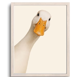 Pode incluir: Uma impressão emoldurada com um close-up de um pato branco com um bico laranja brilhante. O pato está inclinado para o espectador, criando uma composição caprichosa. A obra de arte está sobre um fundo creme.