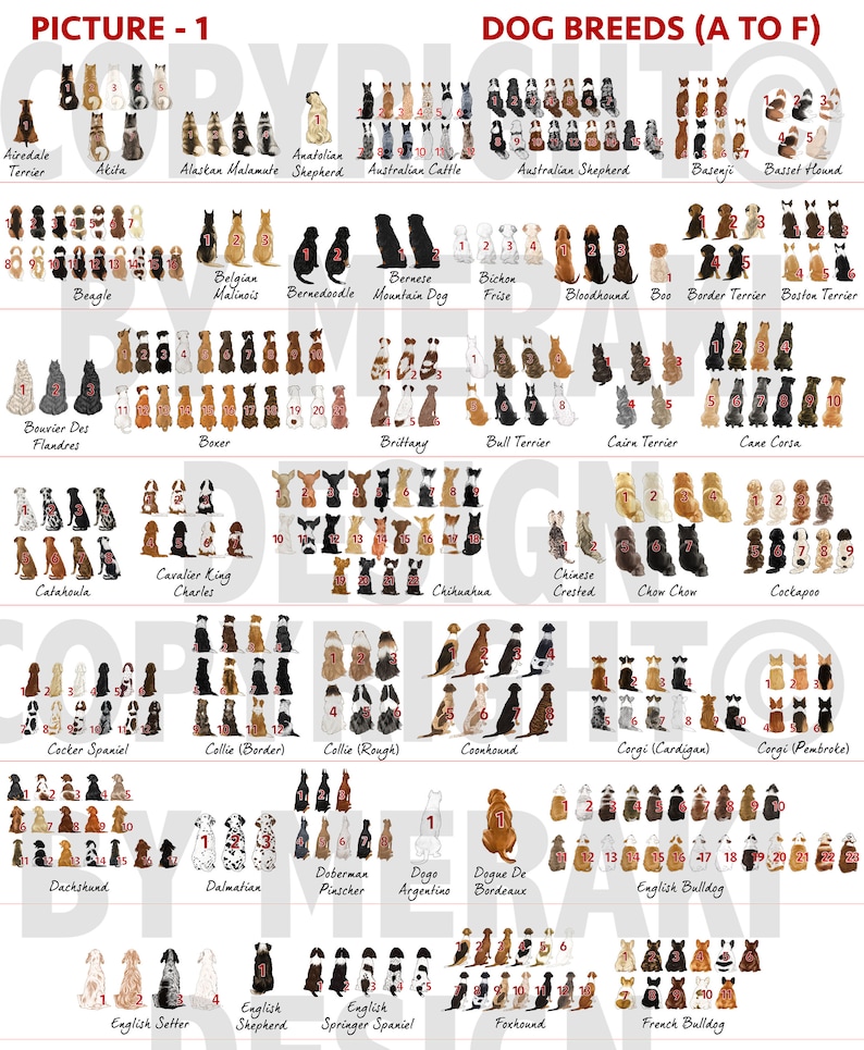 May include: A chart featuring illustrations of various dog breeds in alphabetical order from A to F. Each breed is depicted in a sitting position with a number indicating the order of the breed in the alphabet. The chart is titled "Dog Breeds (A to F)".