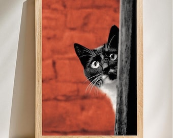 Fotografía de gatos curiosos, estilo gráfico llamativo, retrato animal original, decoración de pared vibrante, descarga digital.