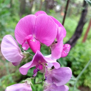 15Seeds Lathyrus Latifolius Sweet Pea Pearl Pink Flower Rare Perennial Seeds Pack image 1